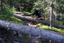 Many fallen trees along the trail at the higher elevations.